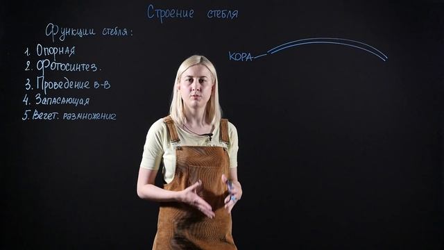 БИОЛОГИЯ 6 класс: Строение стебля | Видеоурок смотреть онлайн