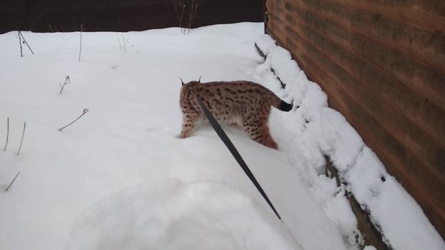Рысь на выгуле