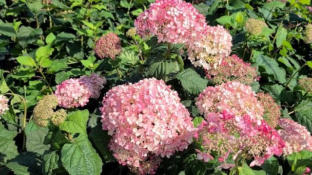 Hydrangea Invincibelle® Spirit II (Smooth Hydrangea) // BEAUTIFUL Large Pink Flowers On Hardy Nativ