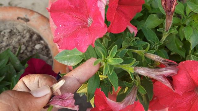 सिर्फ ये 3 तरीके,पेटूनिया होगा घना और देगा खूब फूल/ Petunia Flower Care / Petunia Flower Plant Care