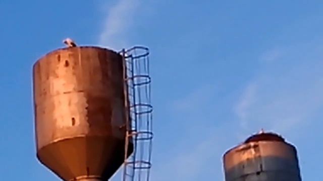 Аисты в Никольской слободе смотреть онлайн