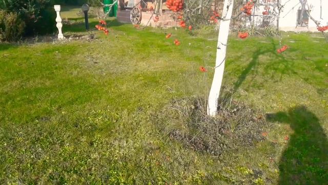 Сад в октябре, ч.2 смотреть онлайн