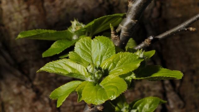 Apple blossom time lapse 4K. Malus domestica смотреть онлайн