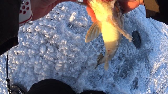 Снова Первый лёд. Рыбалка на судака и берша в Саратове.Ловля судака на Волге. Рыбалка 2022-2023 смотреть онлайн