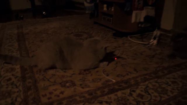 британские коты уставшие смотреть онлайн