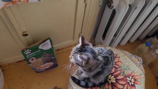 13 ноября 2023 г. Покупки для животных 🐈⬛🐈🐕 смотреть онлайн