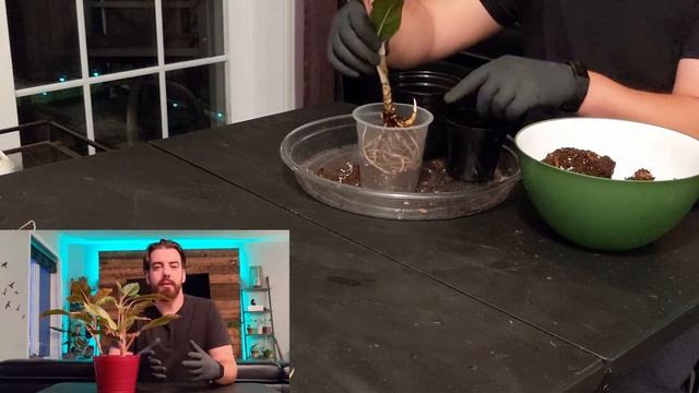 Indoor Plant Care | ? | Repotting Aglaonema "King of Siam" (Chinese Evergreen) смотреть онлайн
