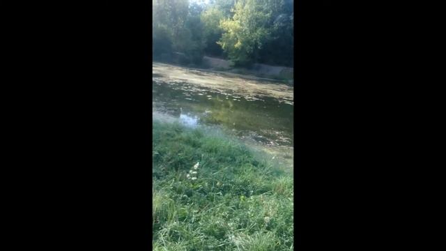 Тимирязевский парк! Одно из самых невероятных мест столицы. Настоящий лес. 29.08.2022 около 17:00! смотреть онлайн