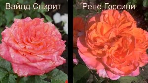 Роза Вайлд Спирит и Рене Госсини. Обзор и сравнение.