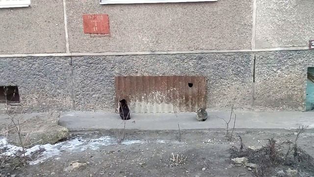 Аккуратный кот смотреть онлайн