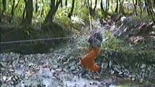 Рысиная школа