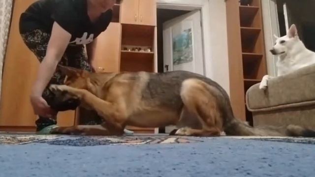 Трюк «кувырок».Ралли делает впервые