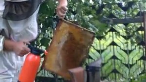 Лечение пчёл нистатином