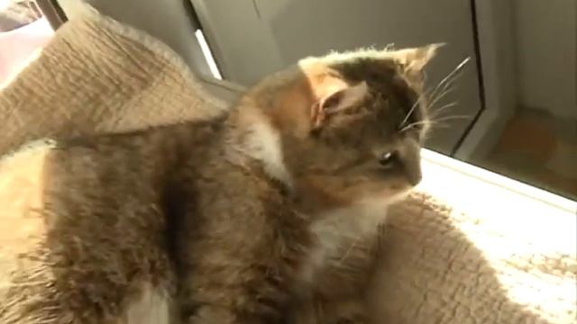 КОШАЧЬЯ СУДЬБА. ИЗРАНЕНАЯ ДУША. ГДЕ ЖЕ ДОМ??? смотреть онлайн