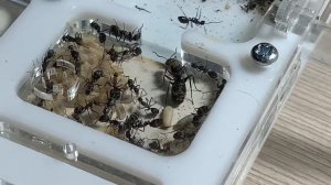 Кампонотус париус ( Camponotus parius) Обзор  вида муравьев #1