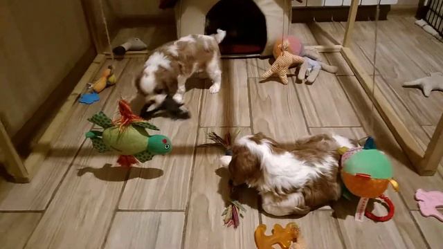 Помет Е. Веселые кавалерчики.