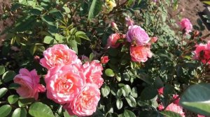 Красивые розы. Непрерывно цветущий шраб Майн Шонер Гартен (3 зона)