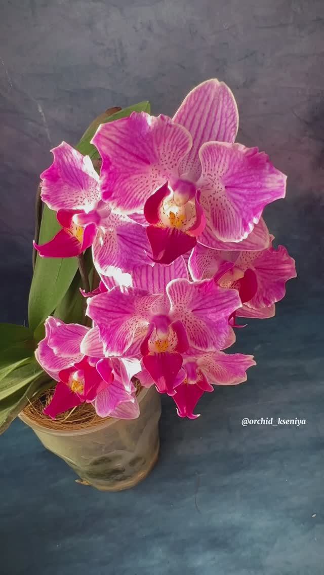 Phal. Santiago peloric ? Домашнее цветение голландской мультифлоры - орхидеи бабочки Сантьяго ? смотреть онлайн