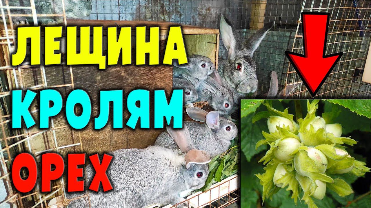 Лещина (лесной орех) для кроликов / Кормление ушастиков смотреть онлайн