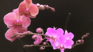 ОПЯТЬ НЕ УДЕРЖАЛАСЬ! Это БЕЗУМИЕ какое-то!