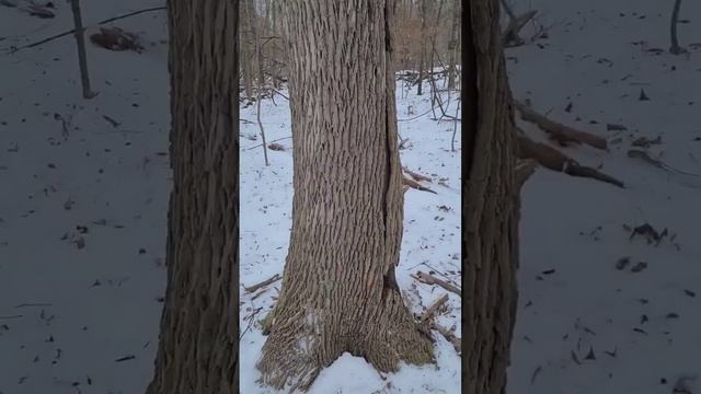 Split logs with a multi-tool saw? смотреть онлайн