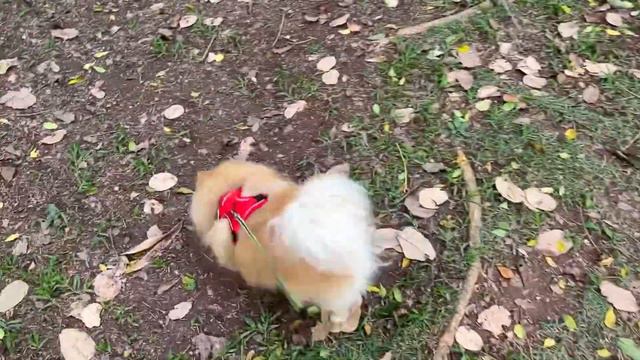 С кем Бася подружилась в парке? смотреть онлайн