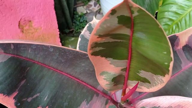 FICUS ELASTICA RUBY #Short смотреть онлайн