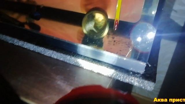 Как я разводил анциструсов продолжение смотреть онлайн