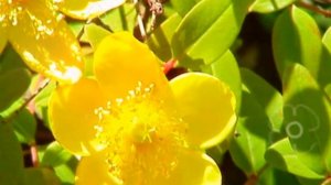 ЗВЕРОБОЙ ПОЛЬЗА И ВРЕД | зверобой противопоказания, зверобой полезные свойства, чем полезен зверобо