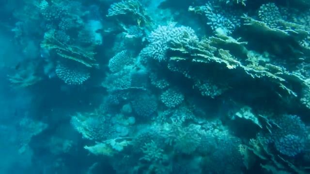 Наш Египет-12 | Красное море, кораллы, обитатели морского дна! смотреть онлайн