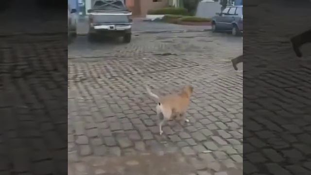 Защита. Бразилия. смотреть онлайн