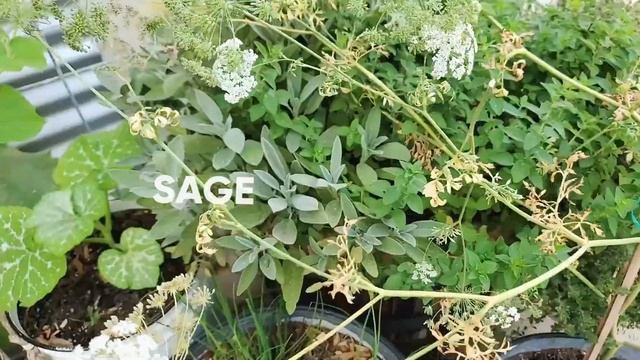 Growing Queen Anne's Lace ? смотреть онлайн
