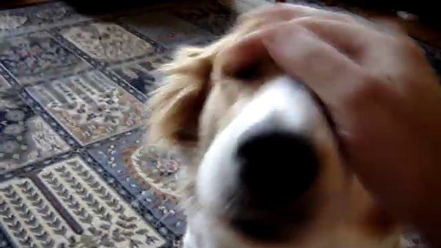 PART 2: Forgiveness & High Fives; LeeLoo Dog смотреть онлайн