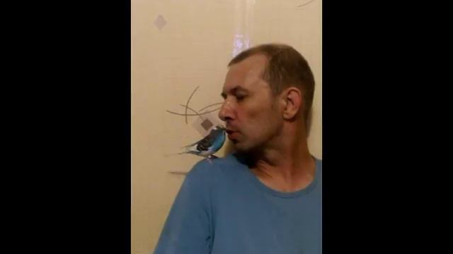 Попугай во рту смотреть онлайн