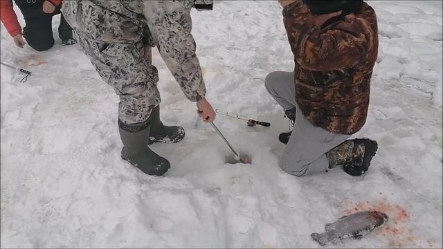 Поимки форели на активные и пассивные снасти. Спорт-зона. Клёвое место Лосиный остров. смотреть онлайн