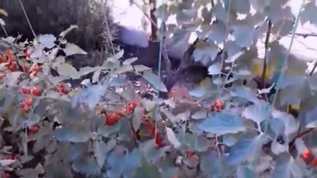 Томат Сомма Ф1 Сомма F1 Август 2019 г Приусадебное хозяйство смотреть онлайн