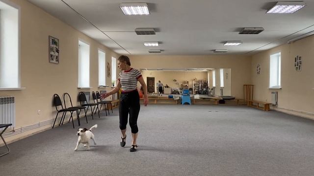 Как научить собаку командам Дрессировка собаки Танцы с собакой. Гувер. Элементы. 13.01.2023 г. смотреть онлайн