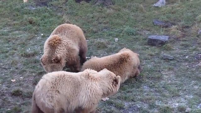 Brown Bears at Poing Wildpark, Munich, Germany смотреть онлайн