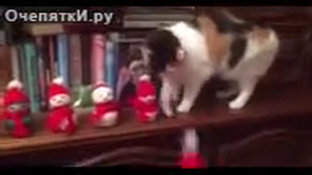 Грубые и дикие кошки смотреть онлайн
