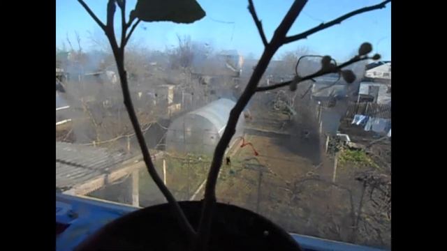 Как вырастить лимон?домашний лимон. смотреть онлайн