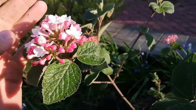 Калина Карльса (Viburnum carlesii) Aurora смотреть онлайн