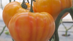 Обзор новинки томата "MADRID F1". #агробизнес #теплица #агроном #удобрения #рассада #томаты #мадрид