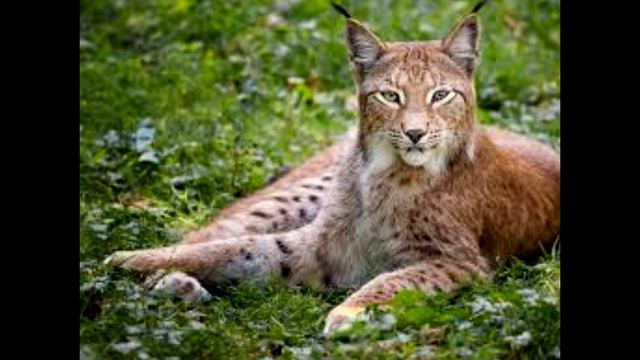 ответы на вопросы с ужасным голосом автора смотреть онлайн