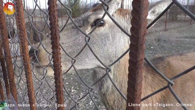 Львы едят сельдерей? Рогатый олешка ест)))) Lions eat celery? Taigan смотреть онлайн