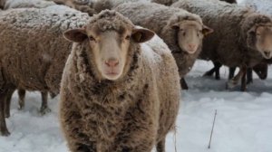 Разведение куйбышевских овец как бизнес идея | Овцеводство | Куйбышевские овцы