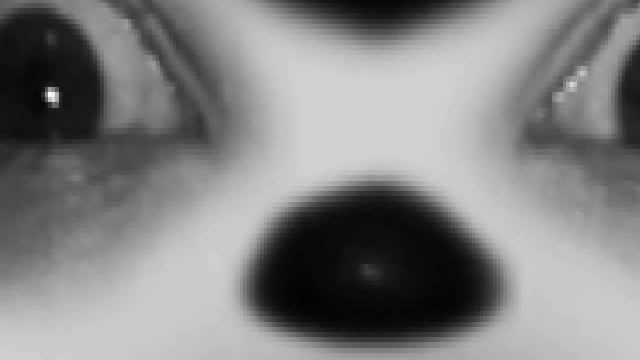 Suicidemouse.avi [a Creepypasta]