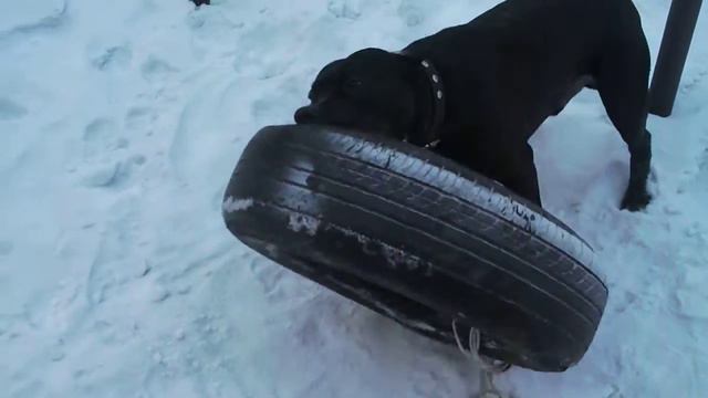 Питбуль Туман е смотреть онлайн