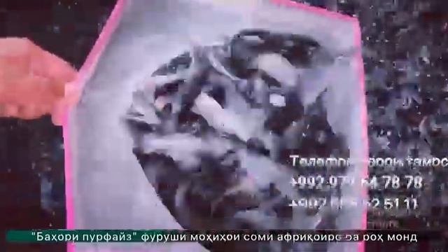 Африканские сом в Таджикистане смотреть онлайн