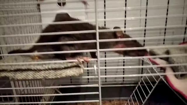 🍬МОИ КРЫСЫ, ВСЕ О НИХ 🍬 смотреть онлайн