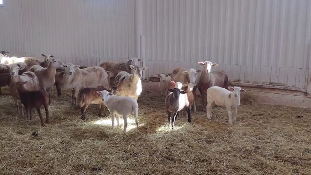 Где овцематки, а где ягнята? Время отбивать ягнят (возраст 3 месяца). Продажа ягнят 2023 г открыта) смотреть онлайн